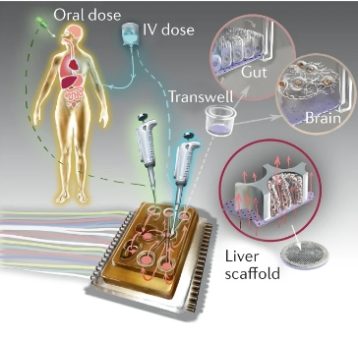 ‘Body-On-Chip’ Microfluidic Solutions to Leverage 3D Printing ...