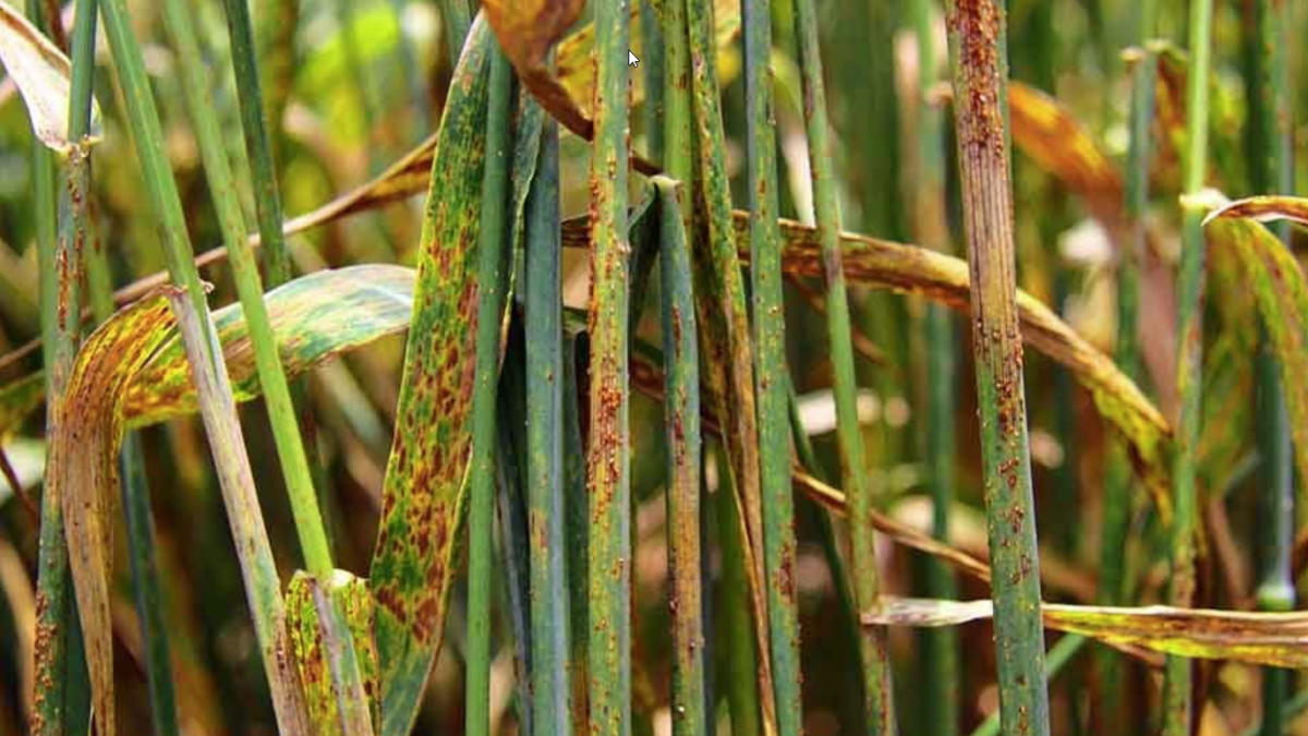 Metal Nanoparticles Could Transform Crop Protection