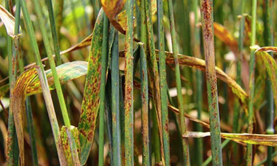 Metal Nanoparticles Could Transform Crop Protection