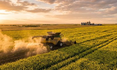 Bayer, Neste Lock In Pact to Expand Winter Canola Biofuel Feedstock