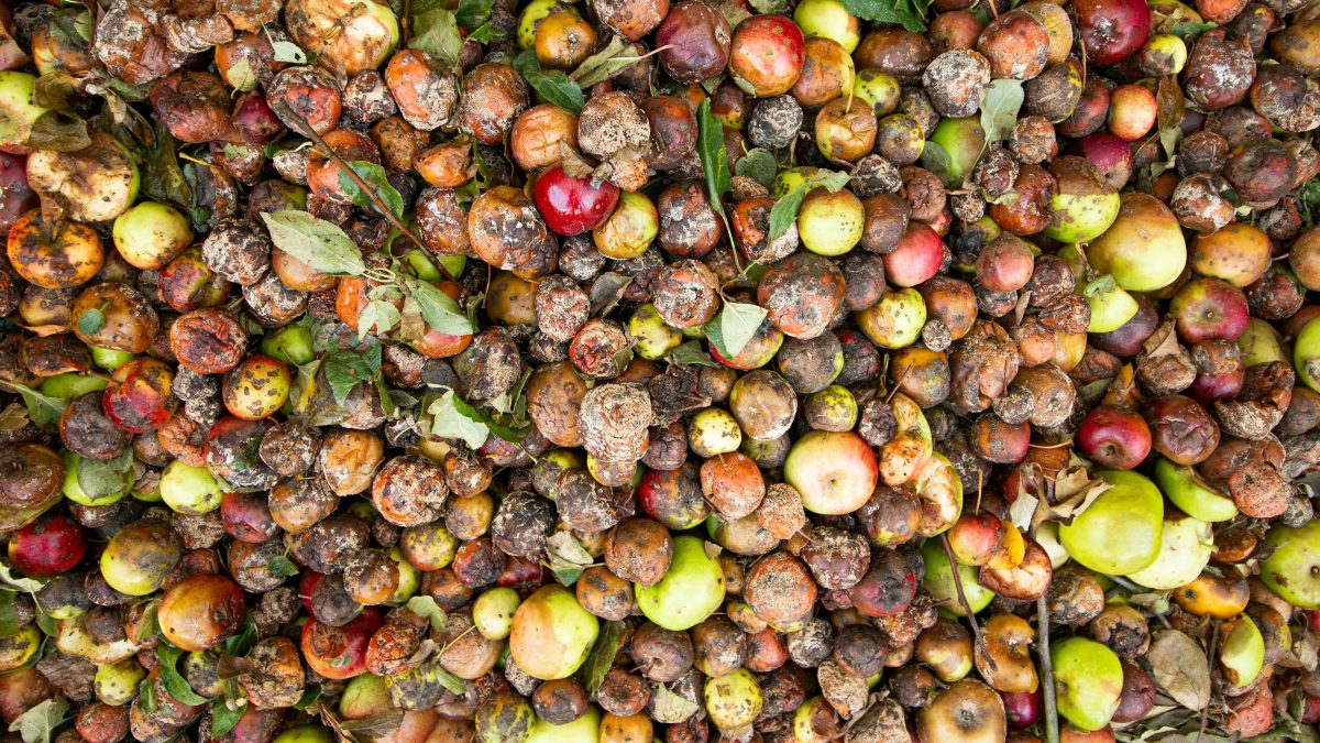 The Technologies Turning Food Waste Into an Opportunity